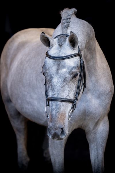 CHAMPION 2000 Z - A new star on the horizon! | Studfarm Zangersheide